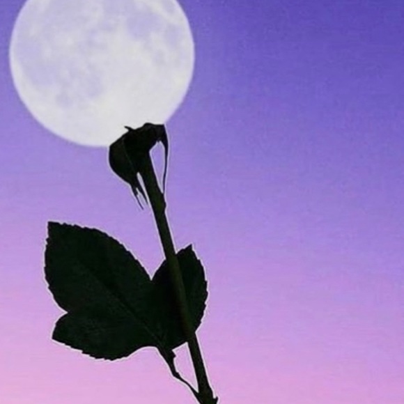 Meet your Posher, Makenzzi - Picture 1 of 1